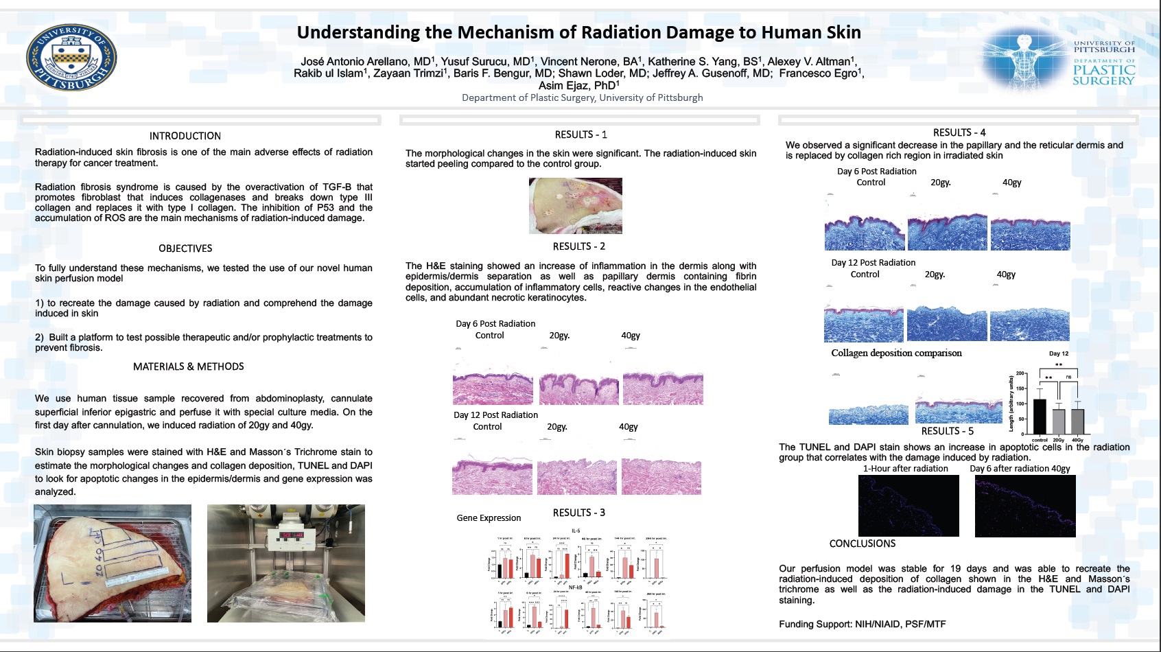 Understanding the Mechanism of Radiation Damage to Human Skin